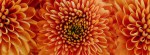 oranje chrysanten_464160686_ds